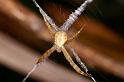 Argiope_ZZXYX_D5563_Z_89_Wellington Point Esplanada_Australie